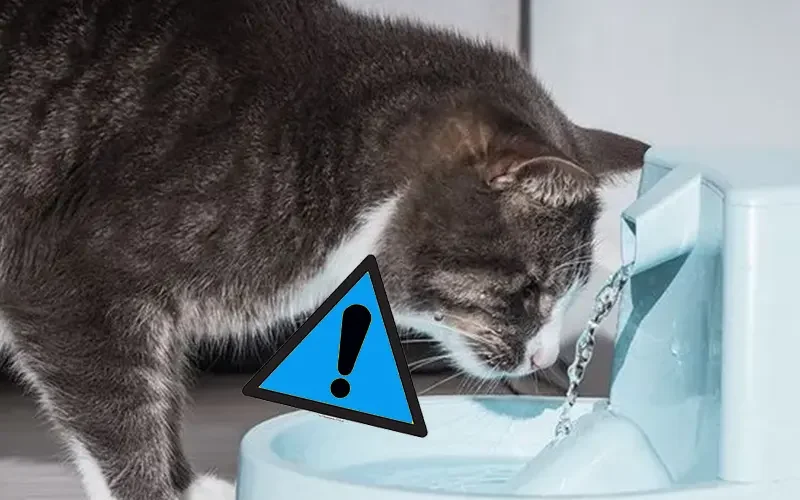 danger fontaire eau chat